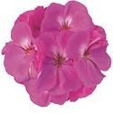 Afbeelding van Geranium Staand P12 Moonlight vivian